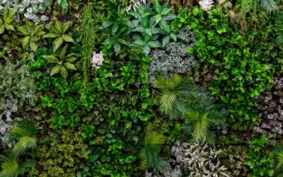 Réaliser un mur végétal intérieur avec les systèmes de GroVert : Étape par étape